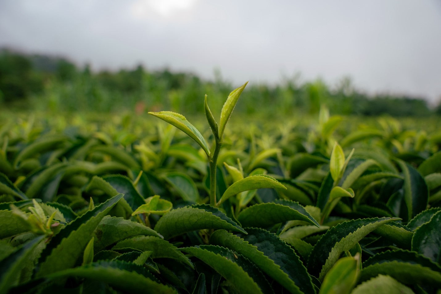 The Health Benefits of Drinking Himalko Tea