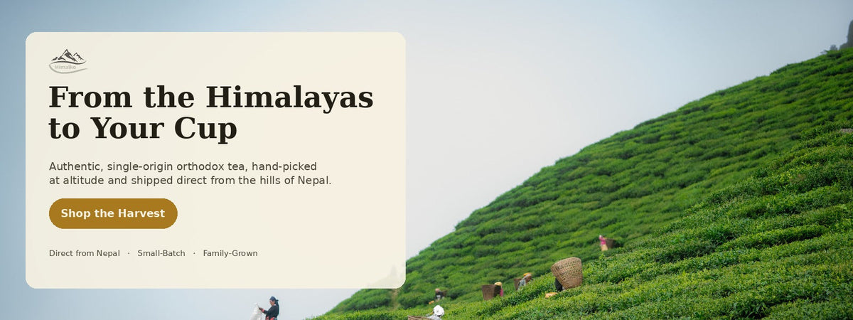 Why Nepal Tea? From the Himalayas to Your Cup
