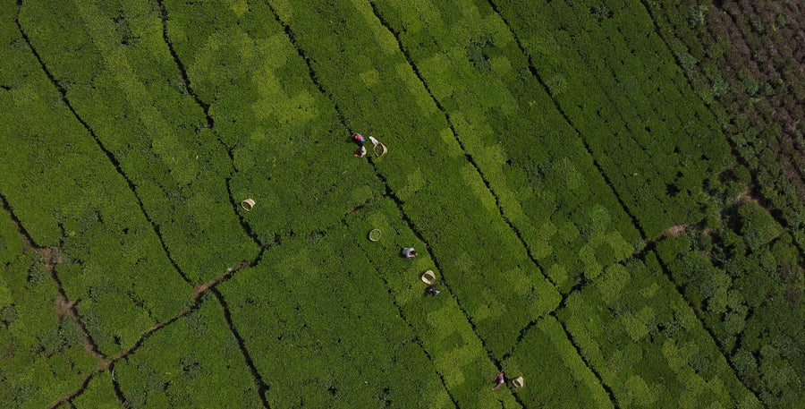 Hand-picked tea leaves from Nepal