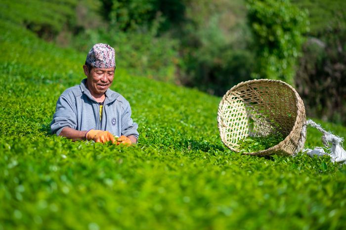 Aerial view of workers hand-picking tea in Ilam, Nepal