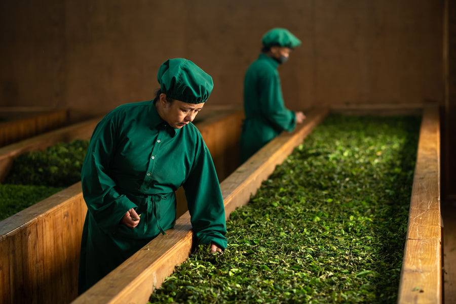 Hand-picked tea leaves from Nepal