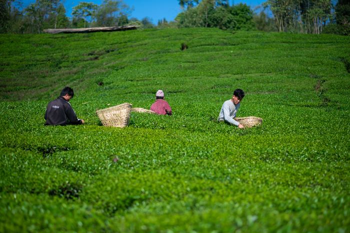 Aerial view of workers hand-picking tea in Ilam, Nepal