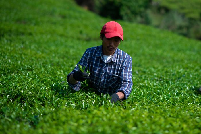 Aerial view of workers hand-picking tea in Ilam, Nepal