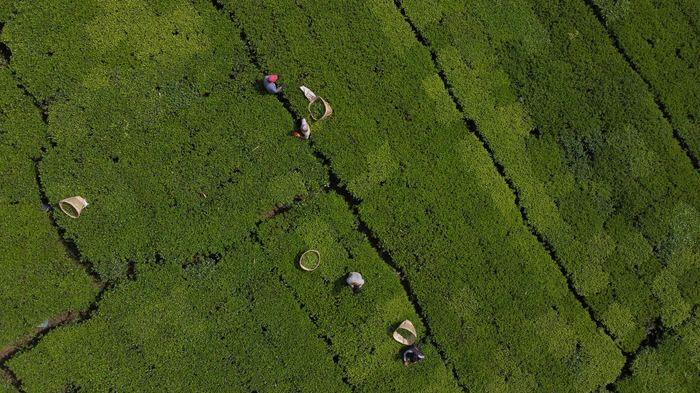 Aerial view of workers hand-picking tea in Ilam, Nepal