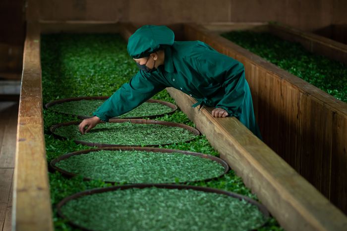 Aerial view of workers hand-picking tea in Ilam, Nepal