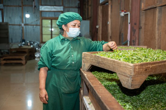 Aerial view of workers hand-picking tea in Ilam, Nepal