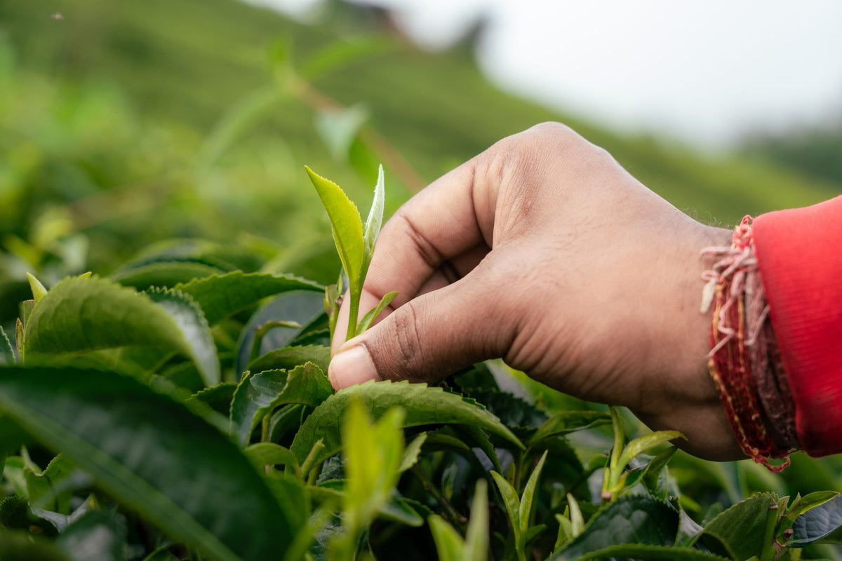 Aerial view of workers hand-picking tea in Ilam, Nepal